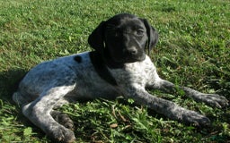 German Shorthaired Pointer dogs for sale: Cherokee - Image 2