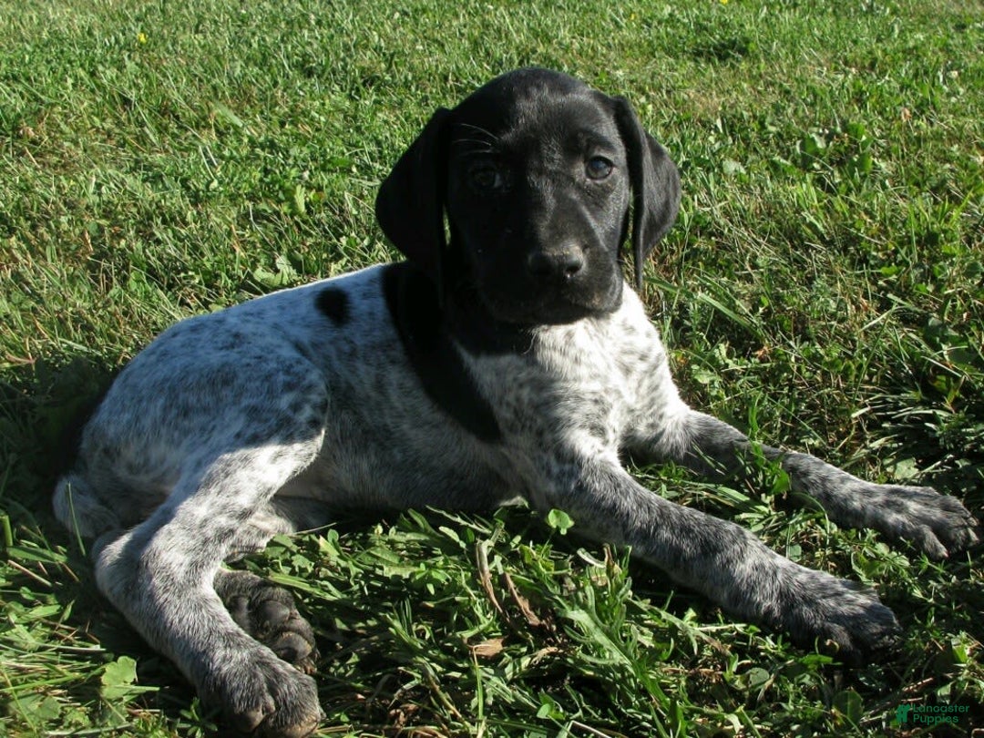 German Shorthaired Pointer dogs for sale: Cherokee - Image 2