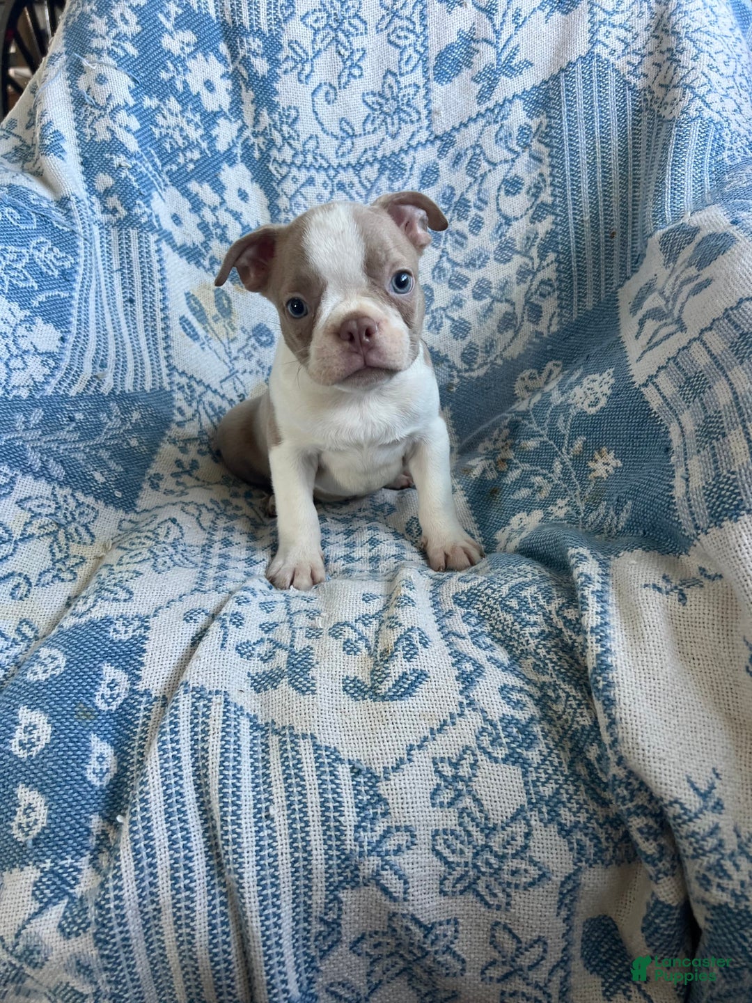 Boston Terrier dogs for sale: Carson - Image 1