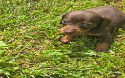 Dachshund dogs for sale: Daisy - Image 12