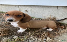 Miniature Dachshund dogs for sale: John - Image 2