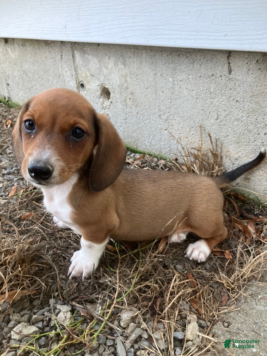 Miniature Dachshund dogs for sale: John - Image 2