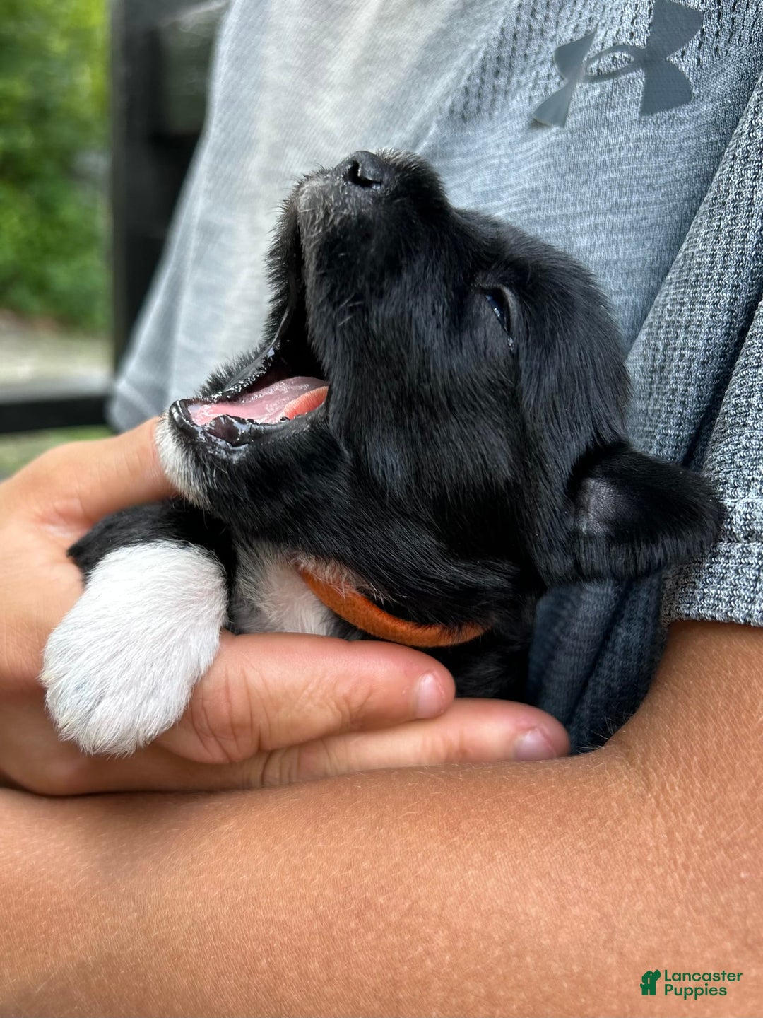 Miniature Schnauzer dogs for sale: Junie - Image 2