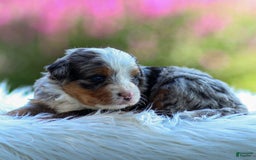 Mini Bernedoodle dogs for sale: Maya - Image 9