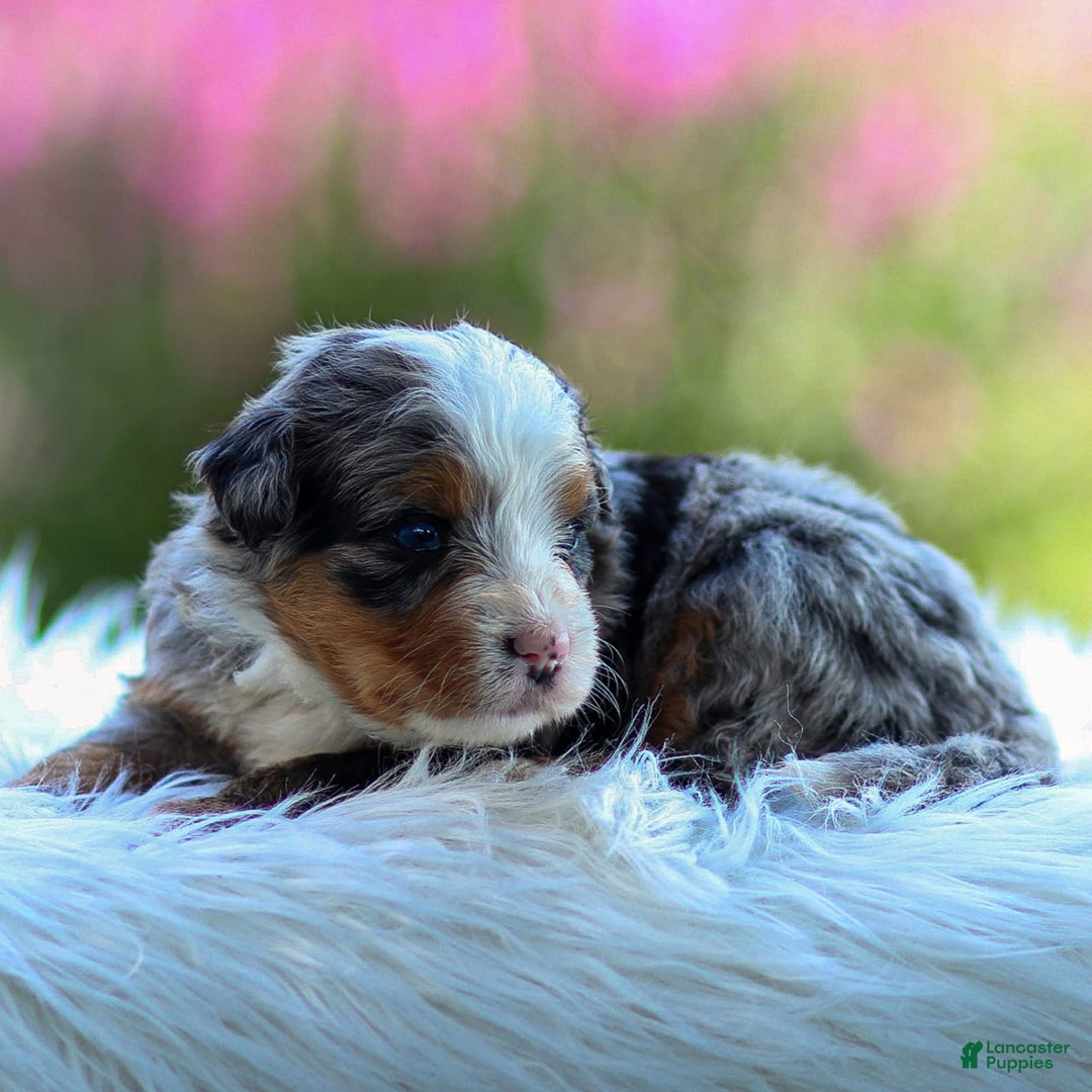 Mini Bernedoodle dogs for sale: Maya - Image 9