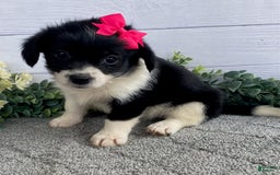 Shorkie dogs for sale: Sugar - Image 1