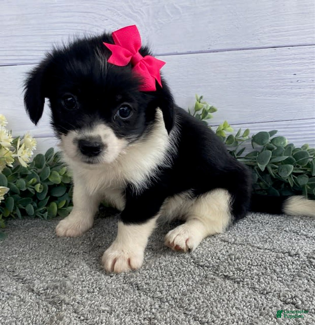 Shorkie dogs for sale: Sugar - Image 1