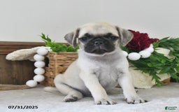 Puggle dogs for sale: Stardust - Image 4