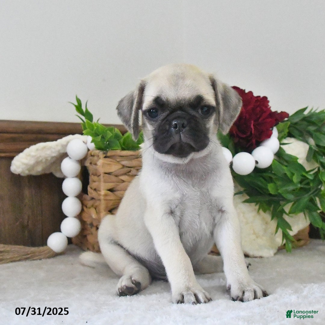 Puggle dogs for sale: Stardust - Image 4