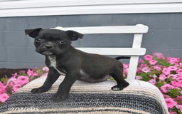 Pug dogs for sale: Petunia - Image 5