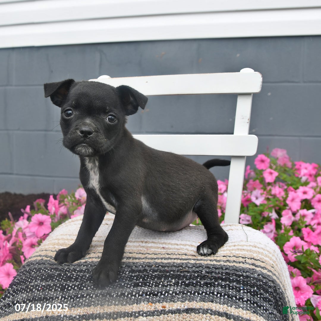Pug dogs for sale: Petunia - Image 5