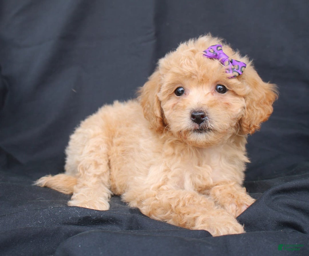 Bichpoo dogs for sale: Beauty - Image 3
