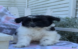 Miniature Poodle dogs for sale: Barry - Image 6
