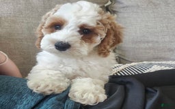 Cockapoo dogs for sale: Remi - Image 9