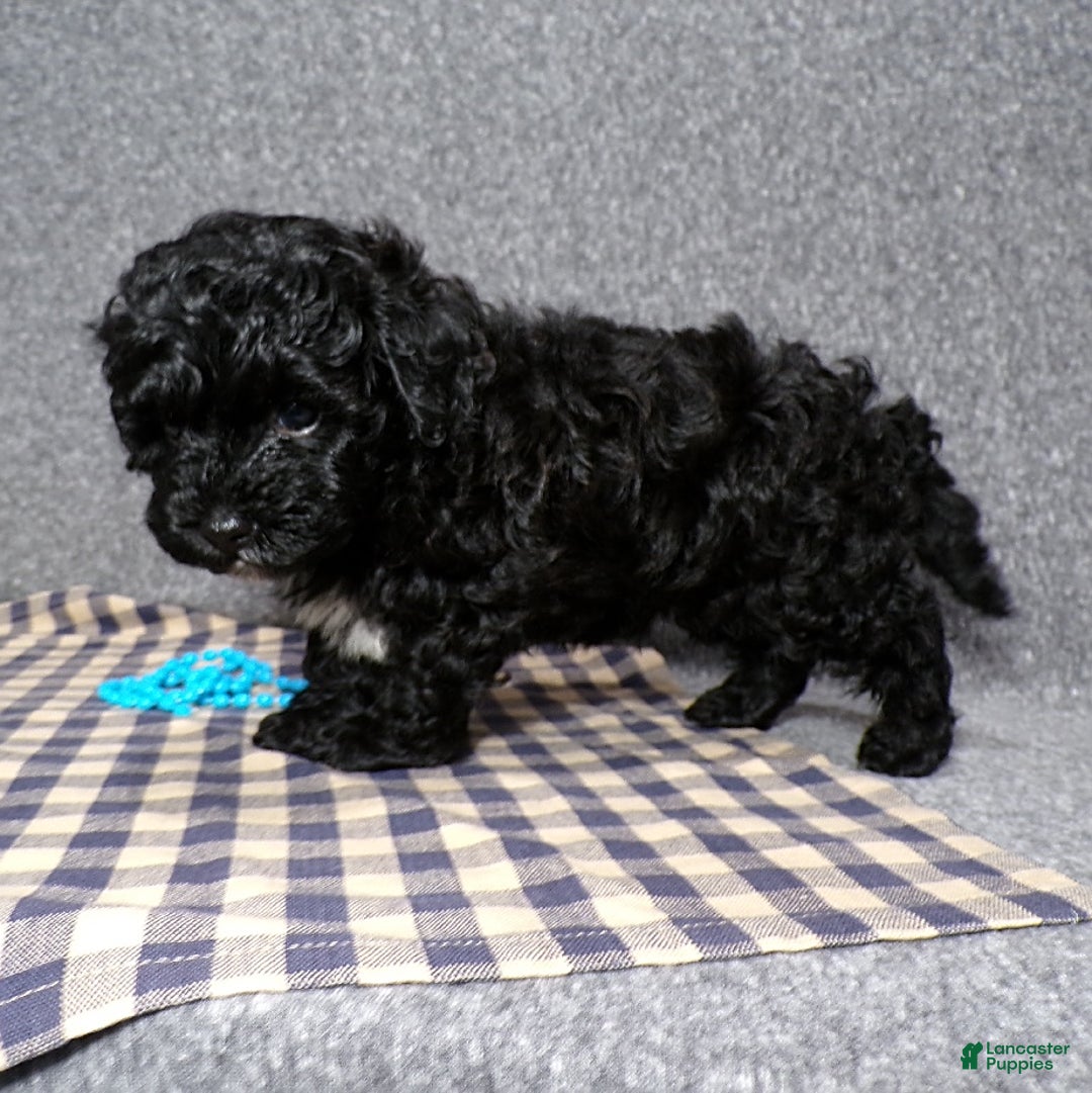 Havapoo dogs for sale: Havapoo 2 puppies - Image 4