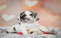 Cocker Spaniel dogs for sale: Daisy - Image 5