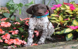 German Shorthaired Pointer dogs for sale: Luke - Image 1