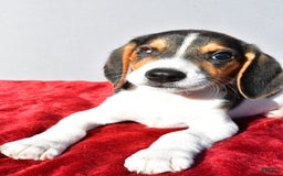 Beagle dogs for sale: Sammy - Image 5