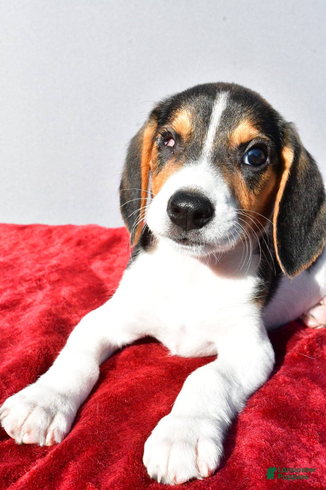 Beagle dogs for sale: Sammy - Image 5