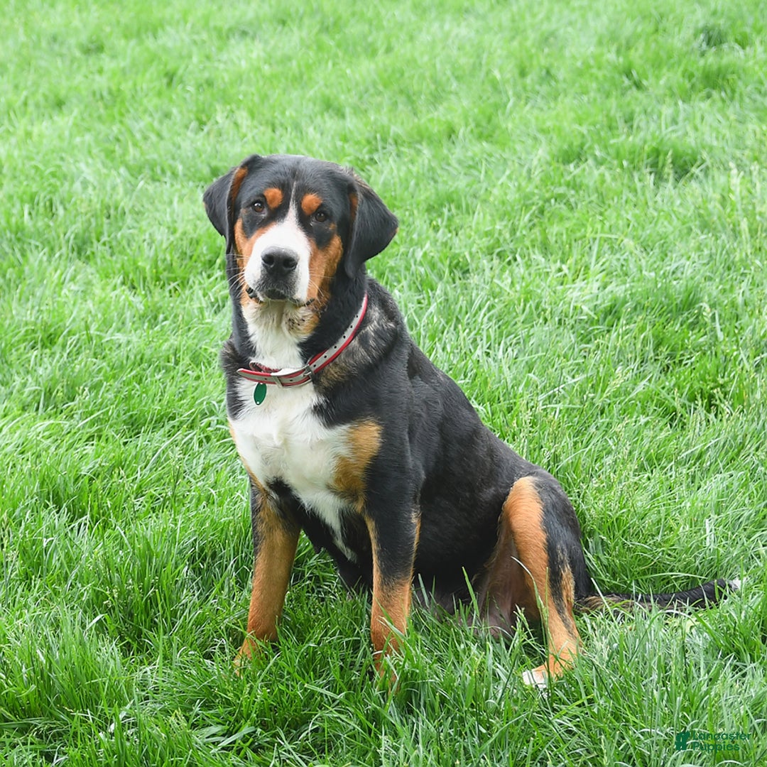 Greater Swiss Mountain Dog dogs for sale: Charlotte - Image 6