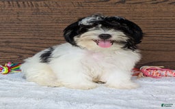 Teddy Bear dogs for sale: Bodie - Image 11