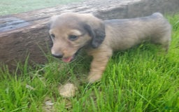 Dachshund dogs for sale: Lena - Image 1