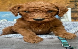 Standard Poodle dogs for sale: Chipper Blie Collar Poodle - Image 2