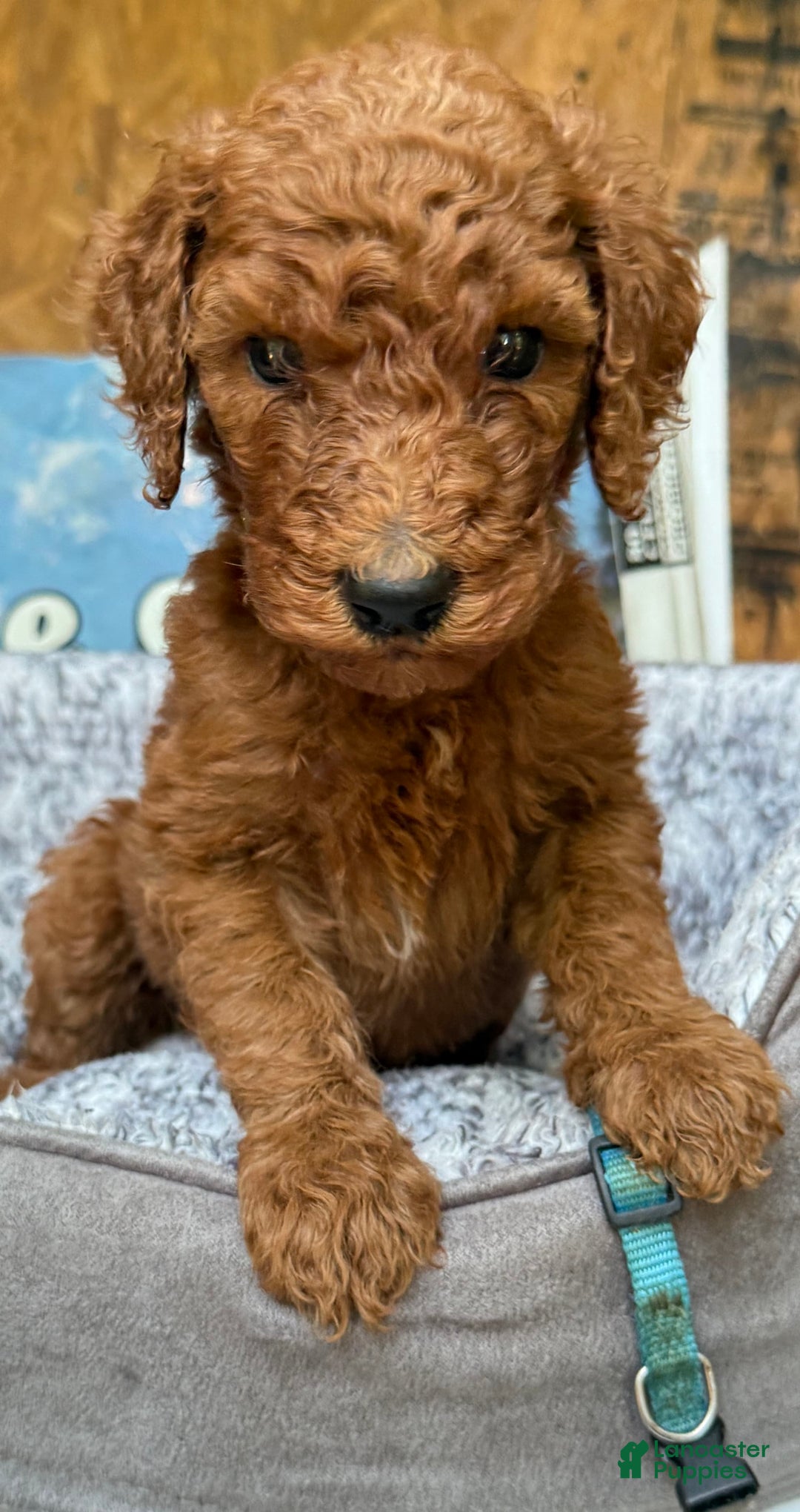 Standard Poodle dogs for sale: Chipper Blie Collar Poodle - Image 2