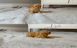 Toy Poodle dogs for sale: Nala - Image 5