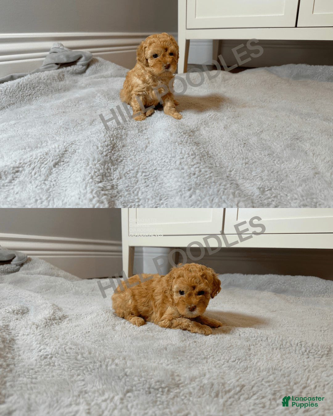 Toy Poodle dogs for sale: Nala - Image 5
