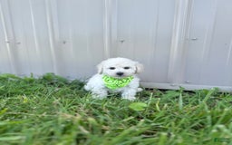 Bichpoo dogs for sale: Grady - Image 9