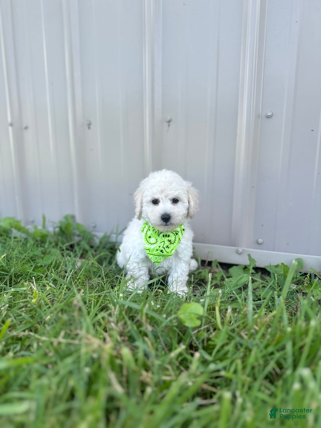 Bichpoo dogs for sale: Grady - Image 9