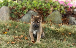 Shiba Inu dogs for sale: Jeffrey - Image 2