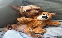 Yorkshire Terrier dogs for sale: Lola - Image 15