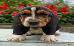 Basset Hound dogs for sale: Sally - Image 15