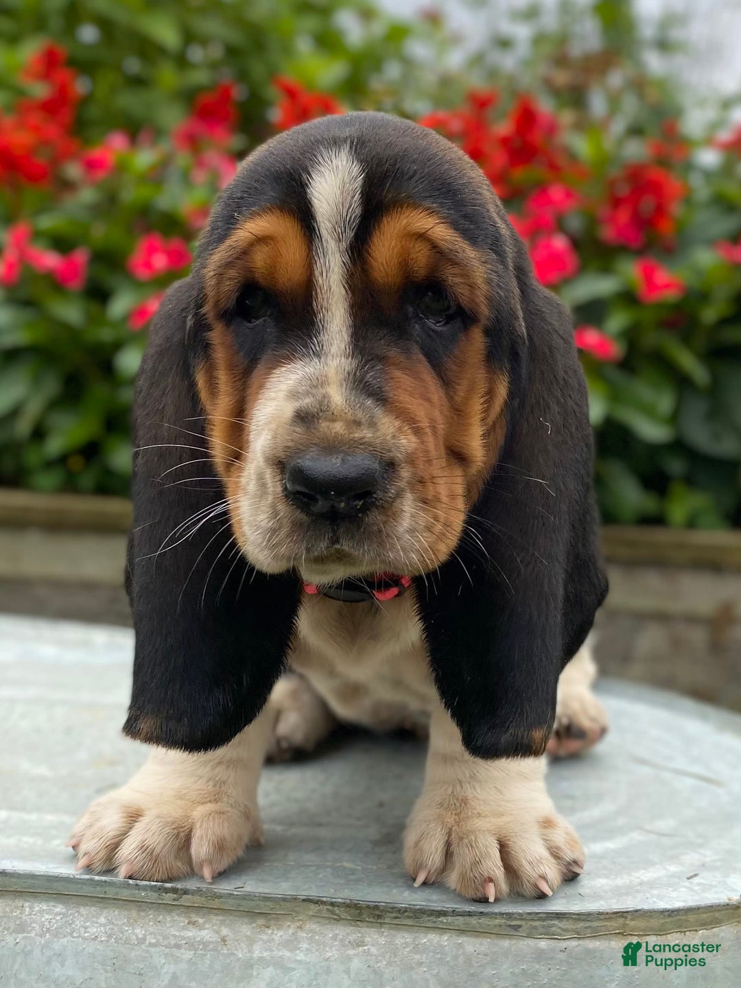 Basset Hound dogs for sale: Sally - Image 15