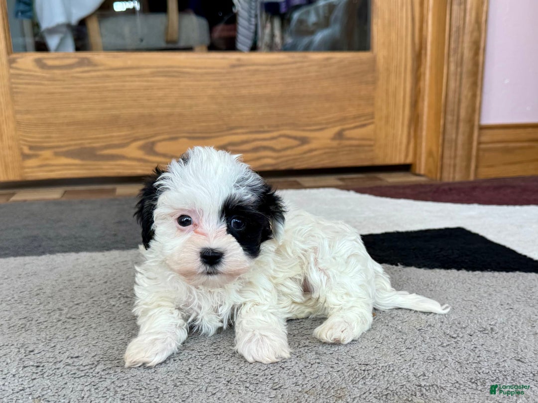 Havanese dogs for sale: Leona - Image 6