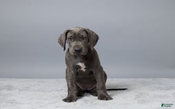 Great Dane dogs for sale: Callie - Image 5