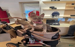 French Bulldog dogs for sale: Susu - Image 16
