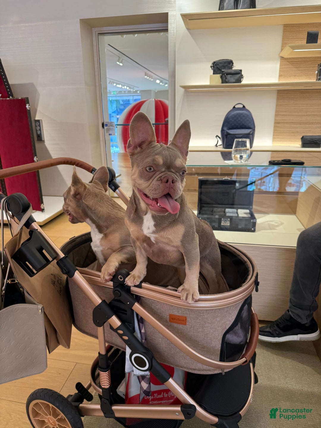 French Bulldog dogs for sale: Susu - Image 16