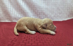 Cockapoo dogs for sale: Gobber - Image 10