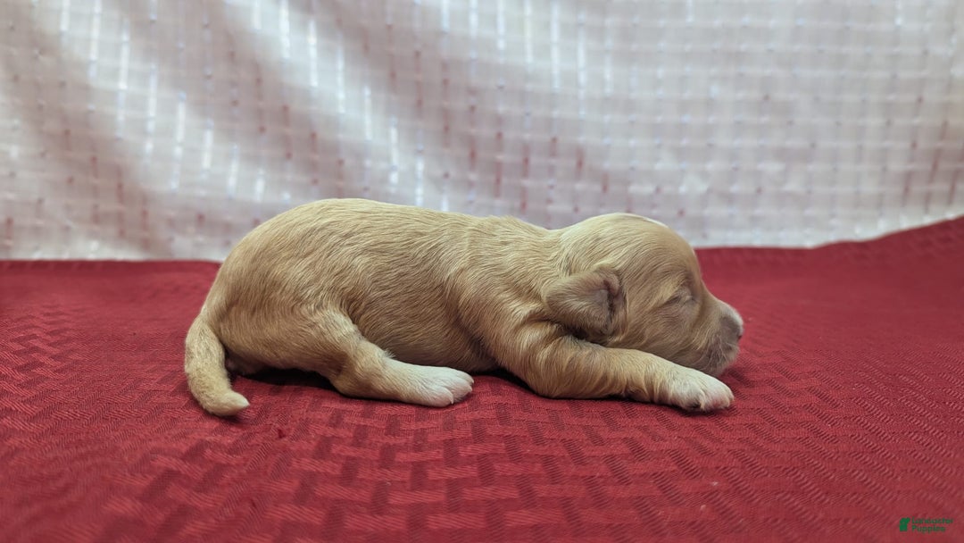 Cockapoo dogs for sale: Gobber - Image 10