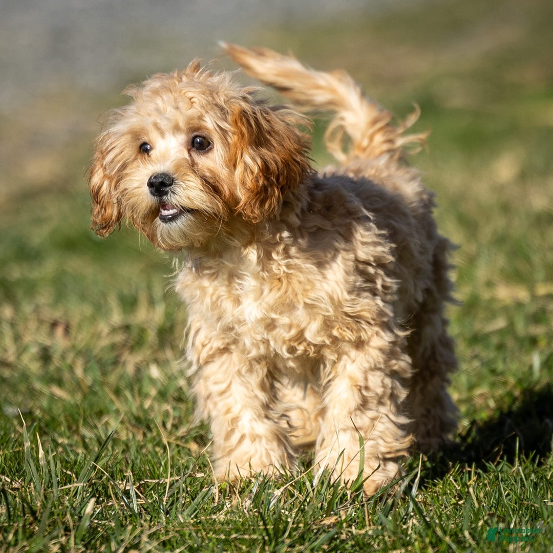 Shihpoo dogs for sale: Duncan - Image 1
