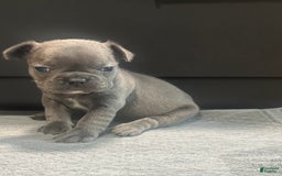 French Bulldog dogs for sale: Starbucks - Image 2