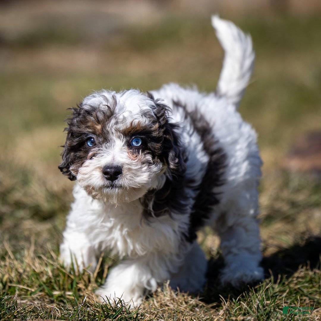 Cavapoo dogs for sale: Timon - Image 10