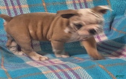 Olde English Bulldogge dogs for sale: BRIAR - Image 4