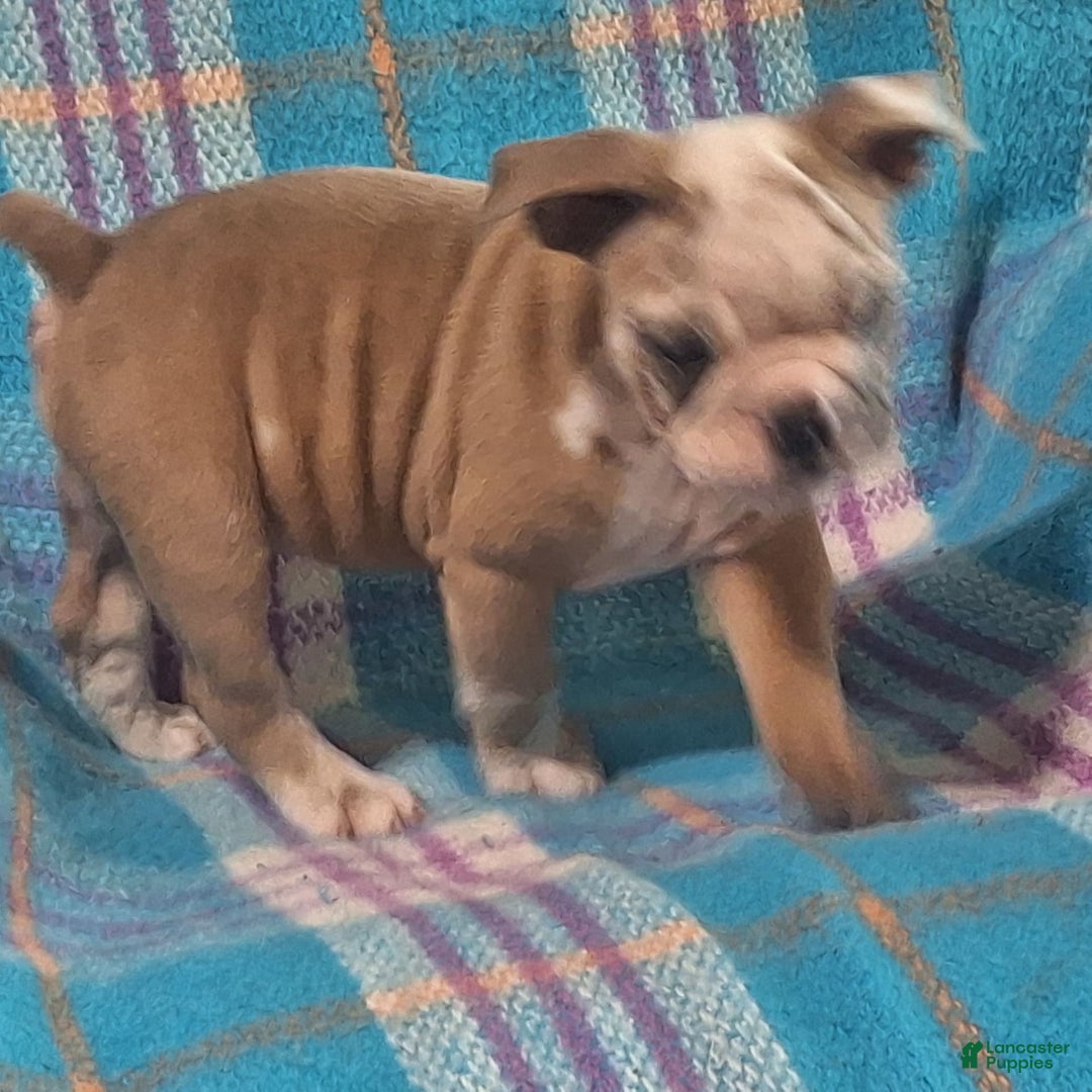 Olde English Bulldogge dogs for sale: BRIAR - Image 4