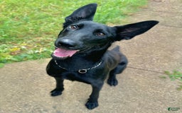 Belgian Malinois dogs for sale: Akc Certified Male 5 - Image 14
