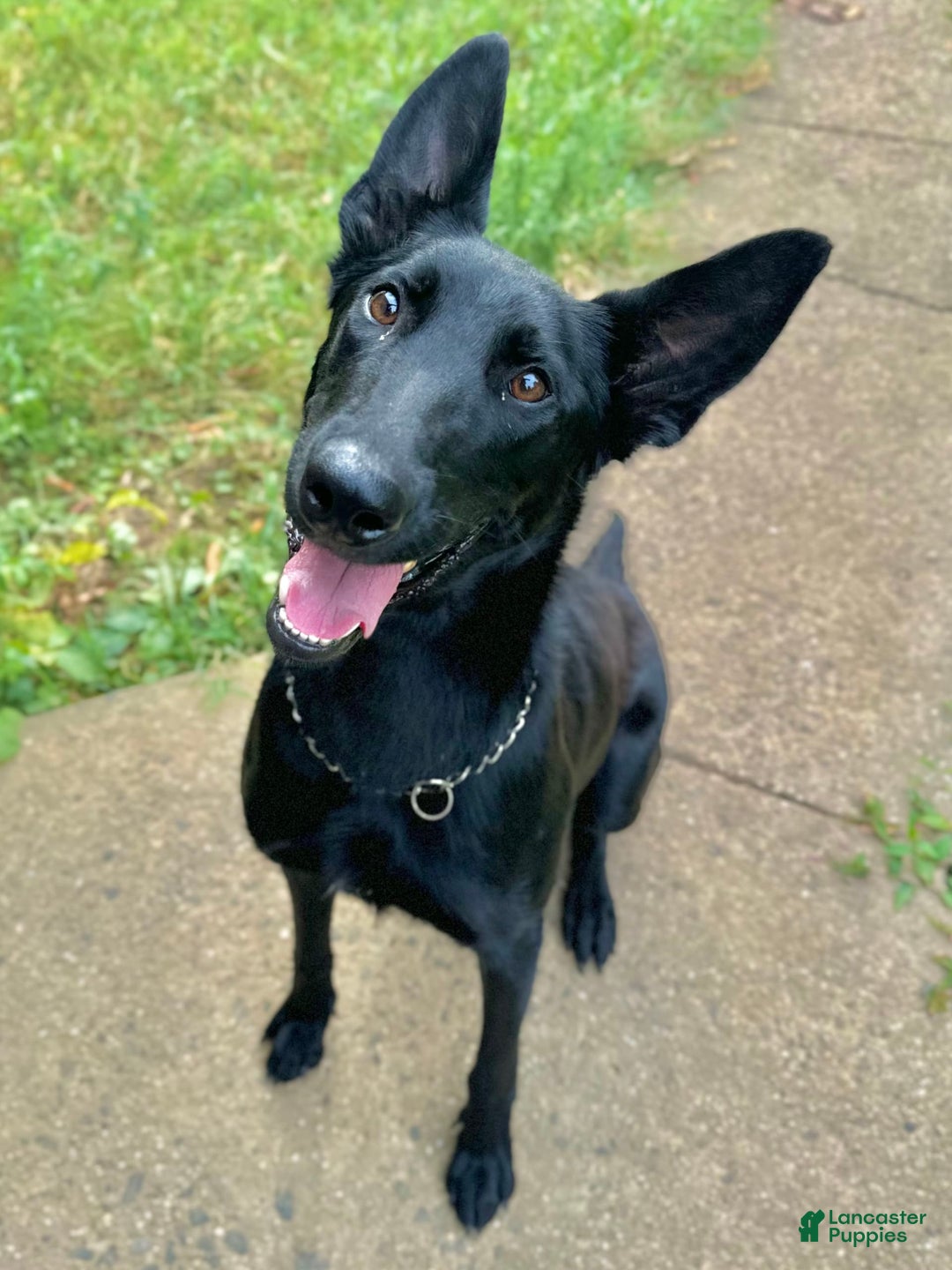 Belgian Malinois dogs for sale: Akc Certified Male 5 - Image 14
