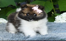 Pomeranian dogs for sale: Ivy - Image 8